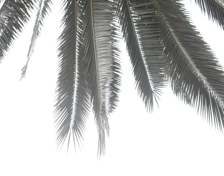 Image of Palm II