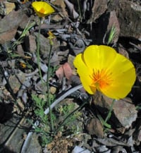Image 2 of California Dwarf Poppy : Eschscholzia caespitosa