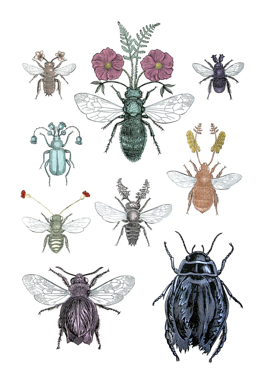 Image of Insectaflora