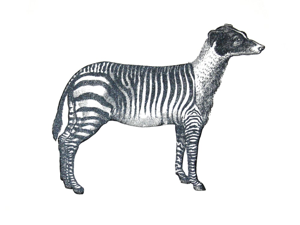Image of Zebradog