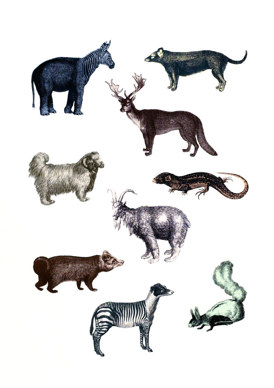 Image of Refinements Not Necessary in the Time of Linnaeus