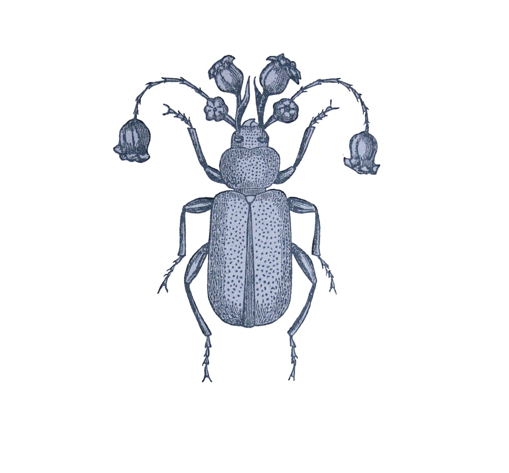 Image of Flower Beetle 