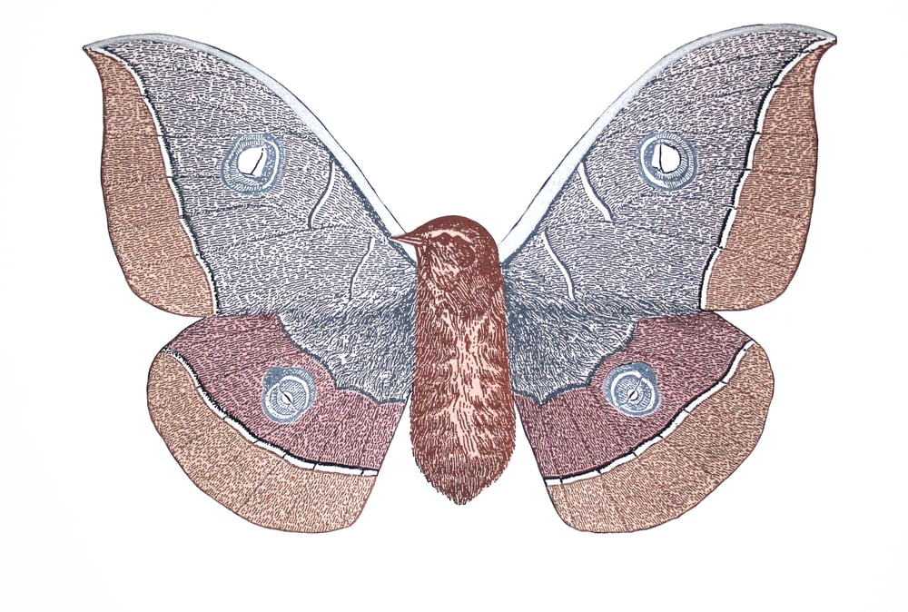 Image of Giant Copper Moth-bird 