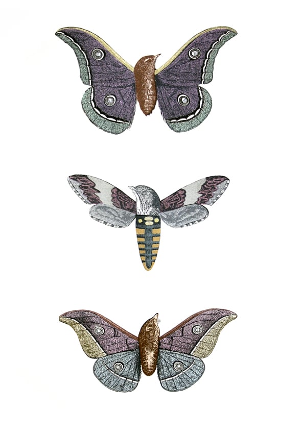 Image of Metamorphic Moth-birds