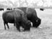 Image of A Brace of American Bison