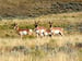 Image of Pronghorn Antelope