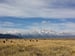 Image of American Bison and the Tetons