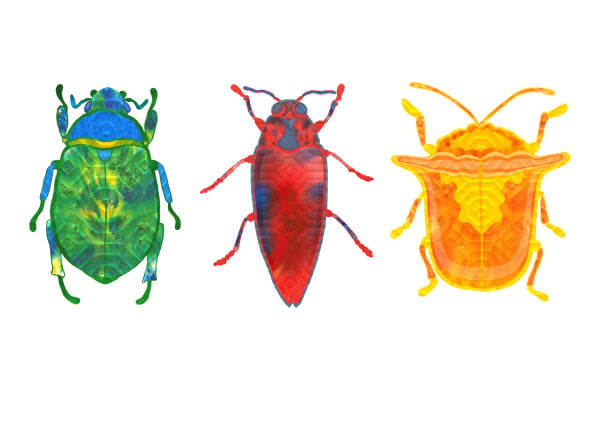 Image of Beetle Portraits