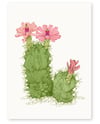 'Desert Flower' Limited Edition Art Print 