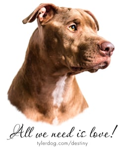 Image of Destiny the Pibble T-Shirt 2014