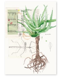 'Succulent' Art Print