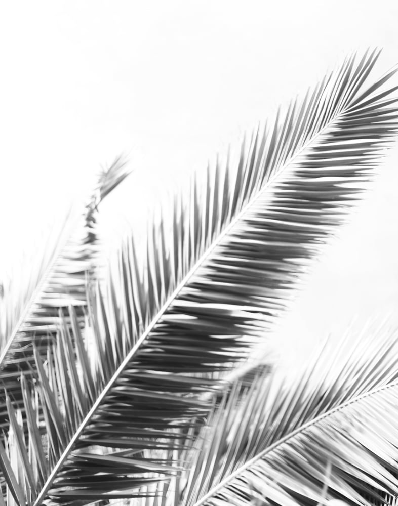 Image of Palm