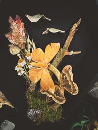 Image 3 of Handmade Moth Coffin