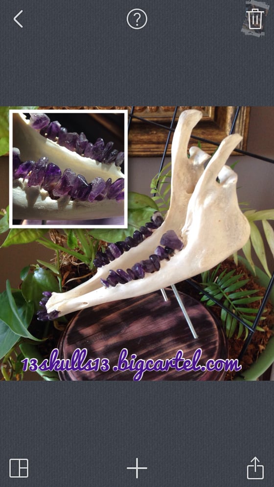 Image of Amethyst goat mandible