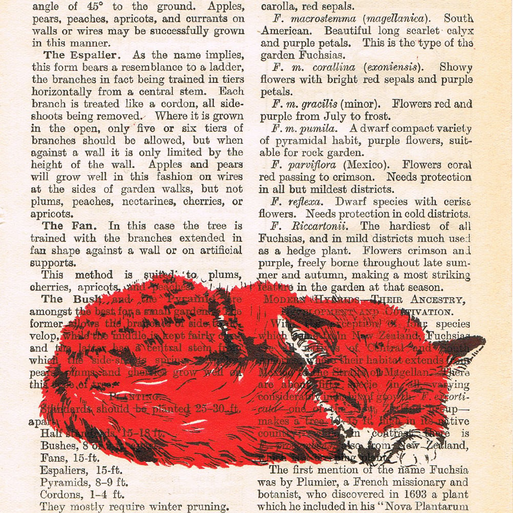 Image of PAGES, CURLED FOX