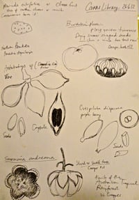 Image 4 of Rainforest Patterning: Seed Capsules