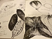 Image 5 of Rainforest Patterning: Seed Capsules