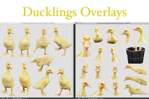 Image of Ducklings Overlays