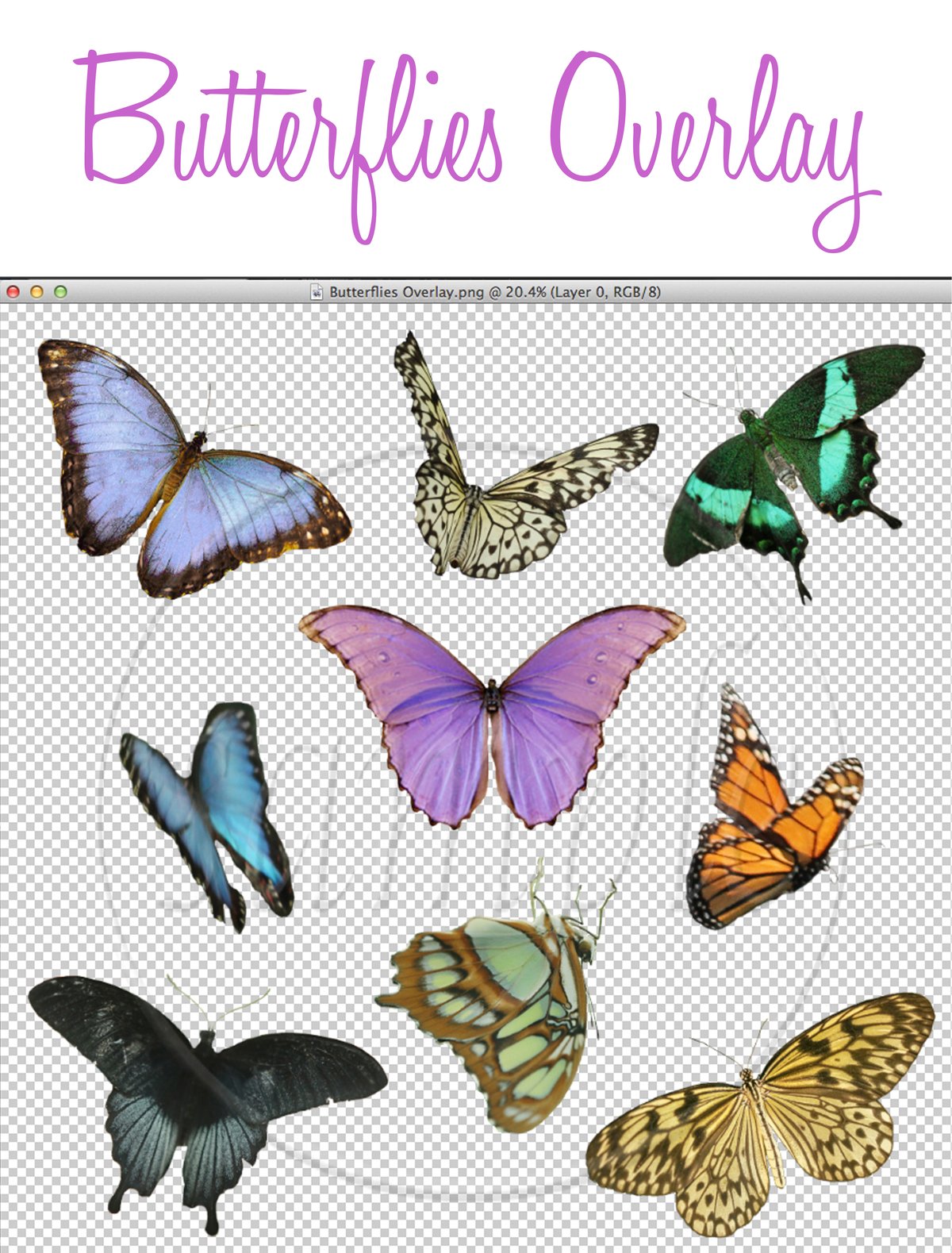 Image of Butterflies Overlay