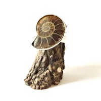 Image 1 of Ammonite Cameo Ring