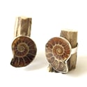 Ammonite Cameo Ring