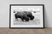 Image of A Brace of American Bison