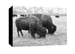 Image of A Brace of American Bison