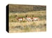 Image of Pronghorn Antelope