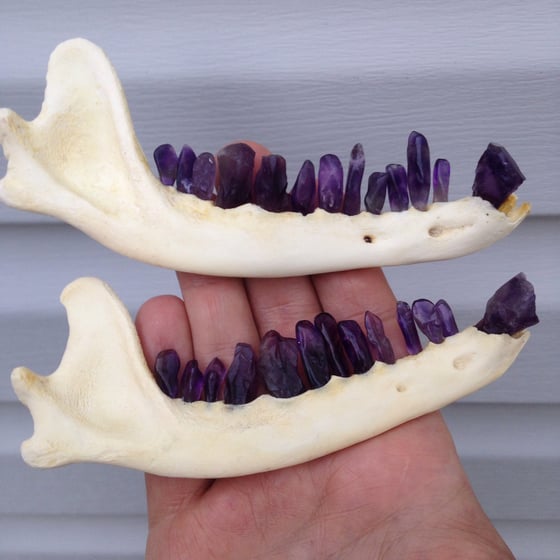 Image of Natural amethyst coyote jaw