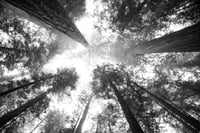 Image of Redwood Forrest