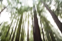 Image of Redwood Forrest #2