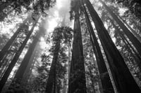 Image of Redwood Forrest #3