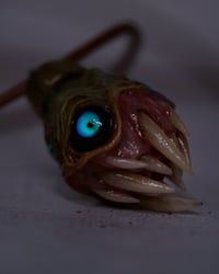 Image 5 of Egg of the King all seeing fangs pendant, leather cord, brass hardware, OOAK