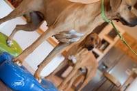 Image 2 of K9FITbone - 2 new colors available!