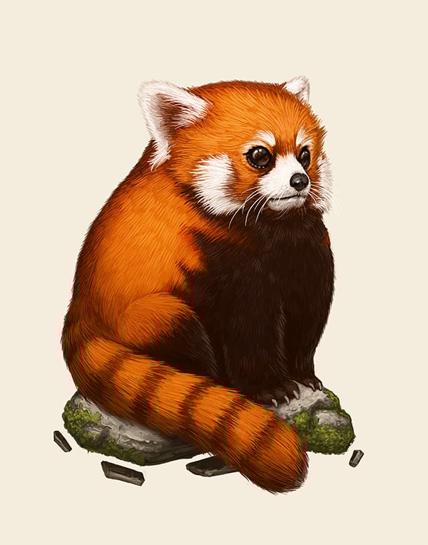 Image of Red Panda