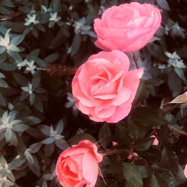 Image of Private Mentorship • A Calling of the Rose