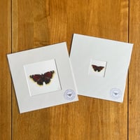 Camberwell Beauty Butterfly Giclee Print