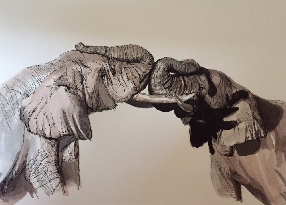 Image of Elephant Kisses