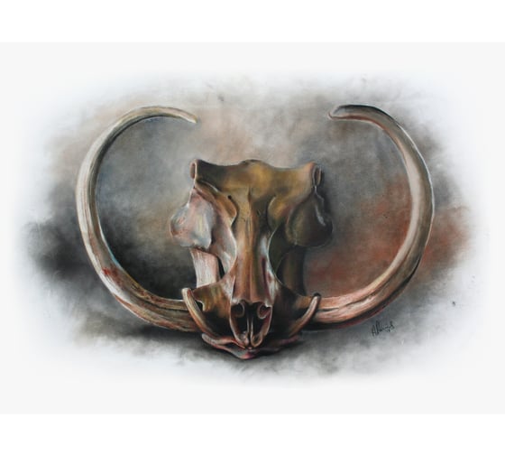 Image of WARTHOG SKULL