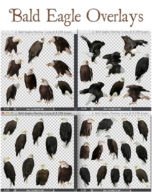 Image of Bald Eagle Overlays