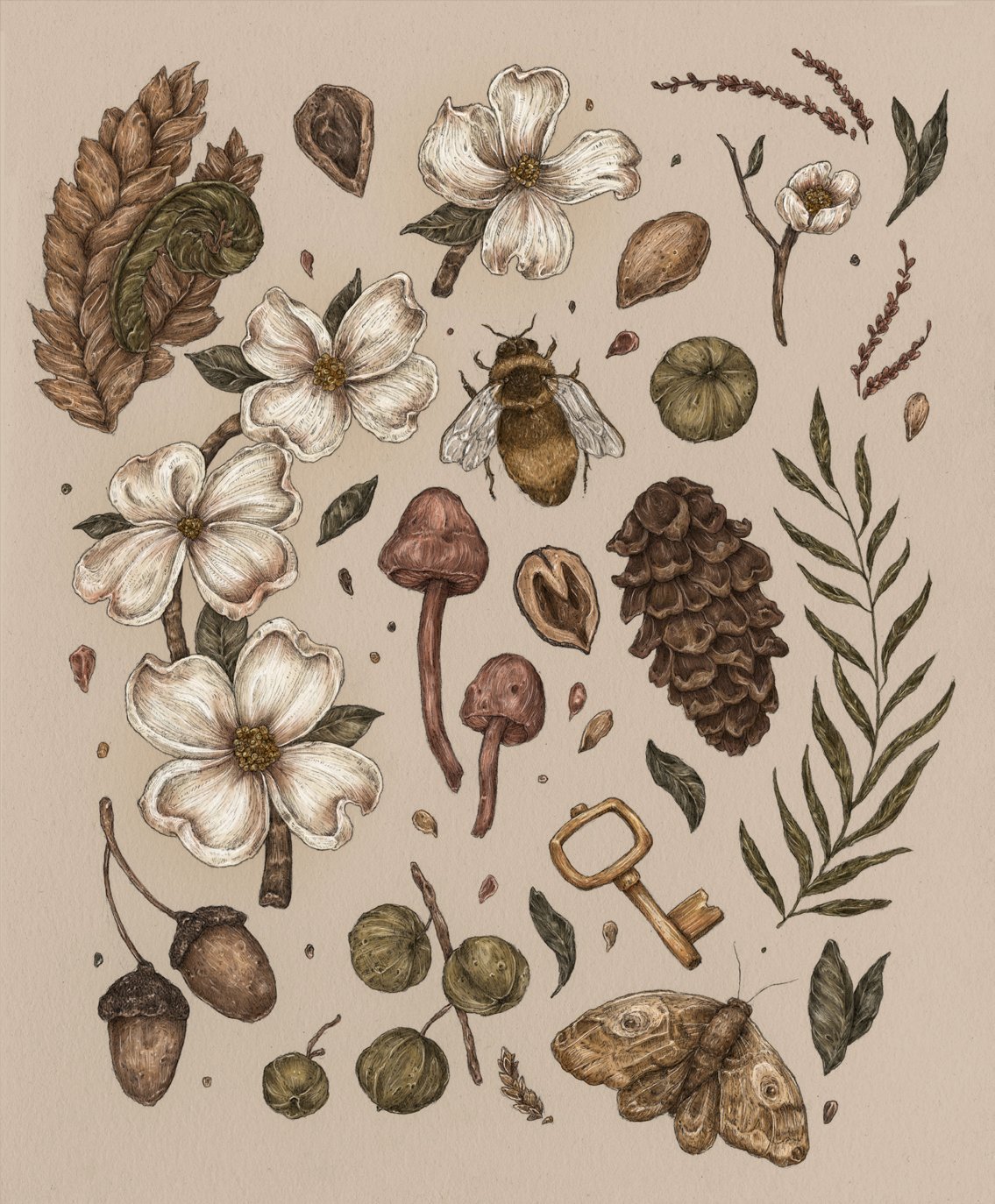 Начинающая ботаника. Ботаническая иллюстрация. Ботанические иллюстрации растений. Старинные Ботанические иллюстрации. Растения Винтажные иллюстрации.