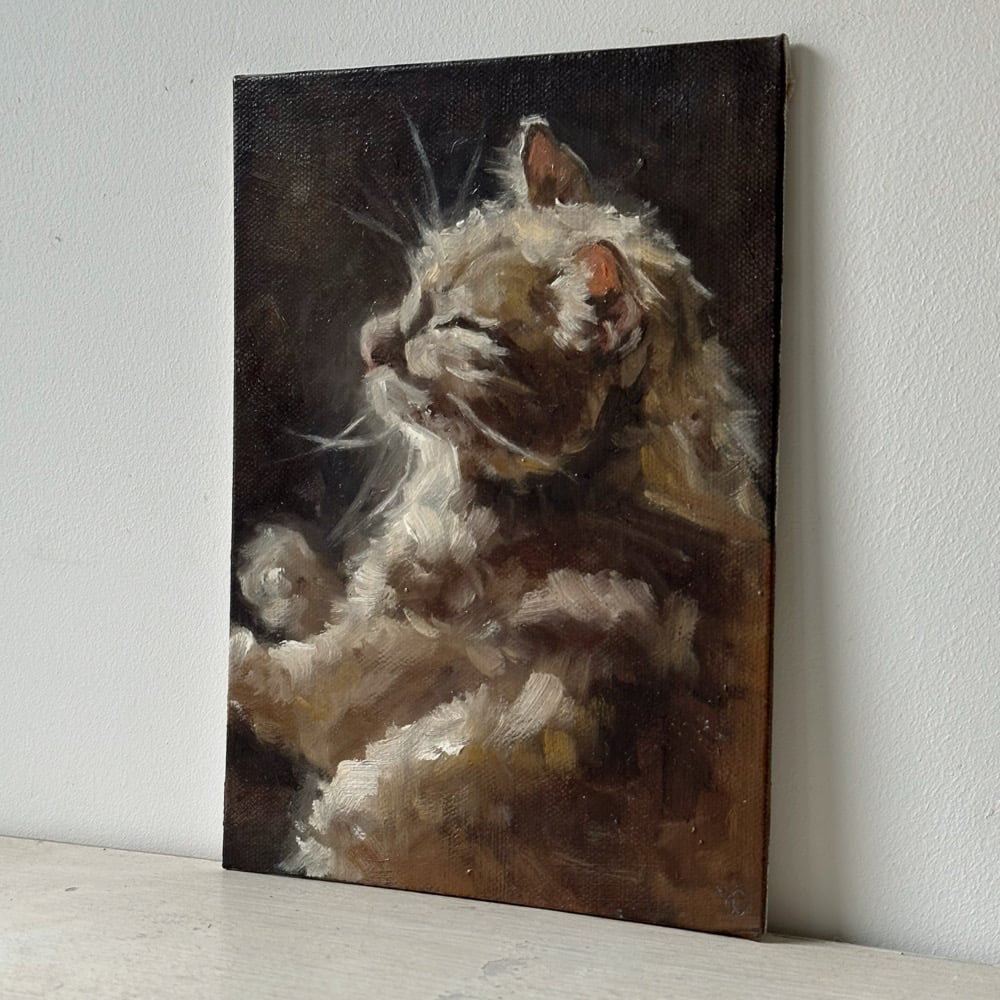Image of orange cat 