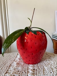 Image 1 of Hoya Pubicalyx in Strawberry Vase
