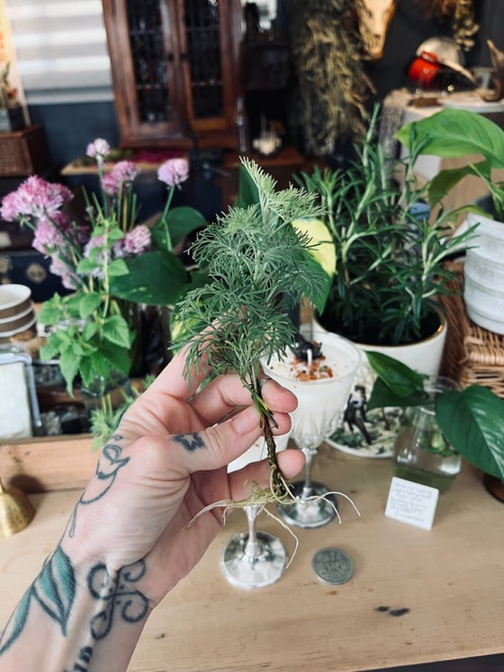Image of Organic Rooted Southernwood Plugs 