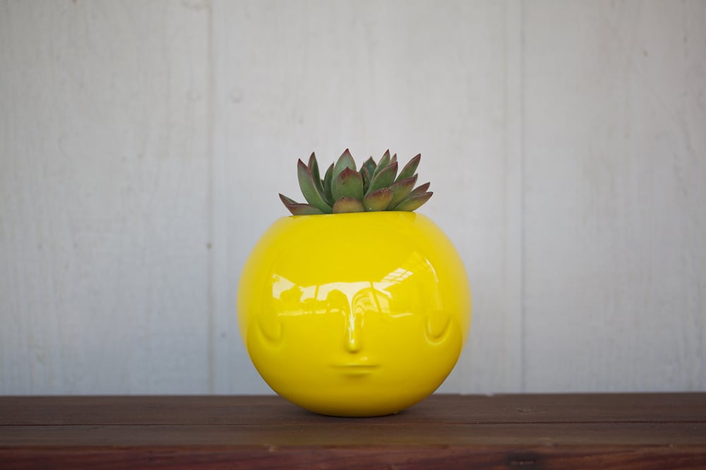Image of pothead by yoskay yamamoto (glossy yellow)