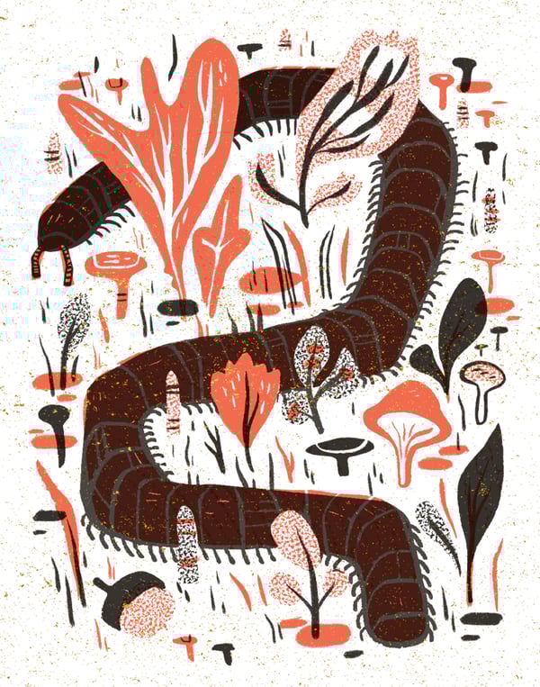 Image of Centipede Framed Print by Pamela Wishbow