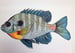 Image of Blue Gill