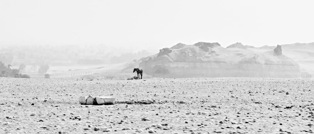 Image of The Lonely Horse