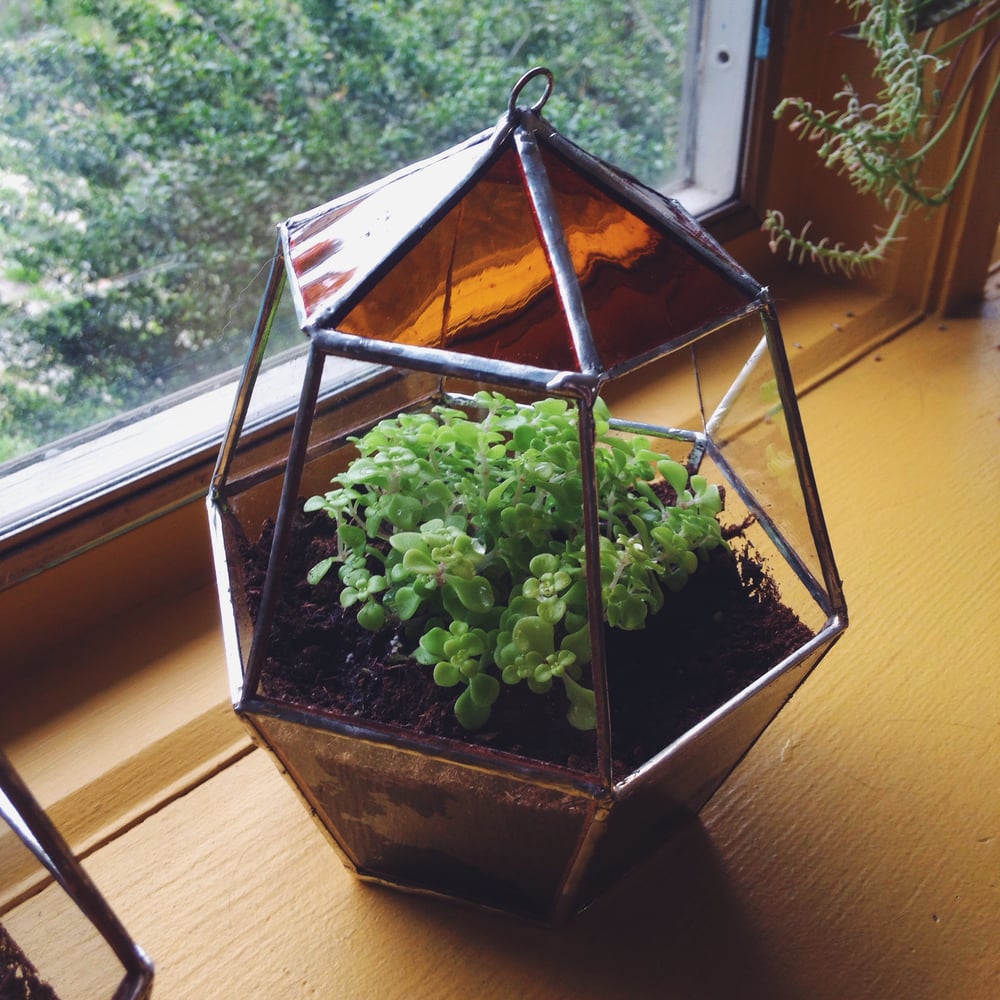 Image of Favus Terrarium - 20% of proceeds go toward invertebrate conservation