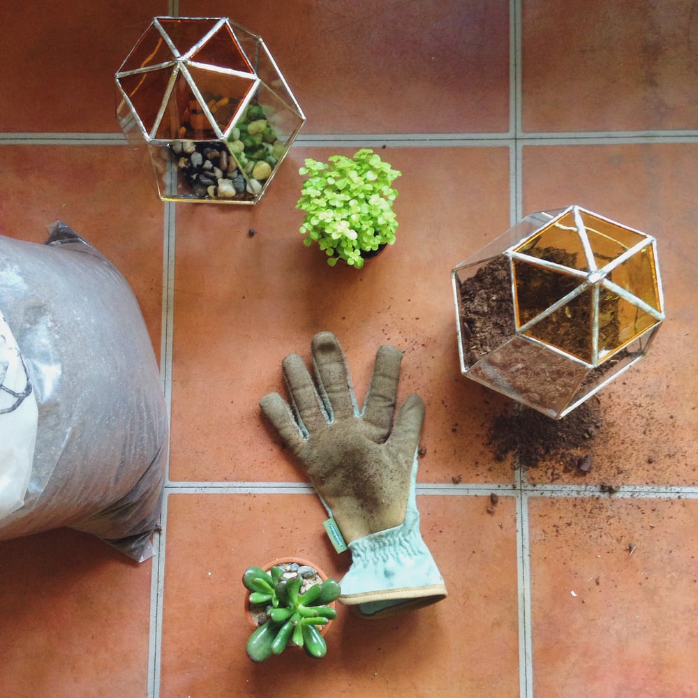 Image of Favus Terrarium - 20% of proceeds go toward invertebrate conservation